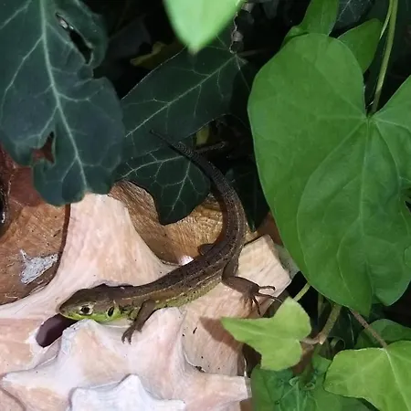 Bed & Breakfast Valerie Gouffe D'hotes Parigné-lʼÉvêque